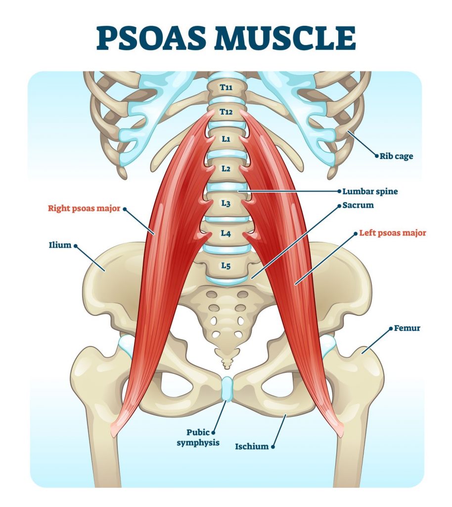 Psoas Muscle