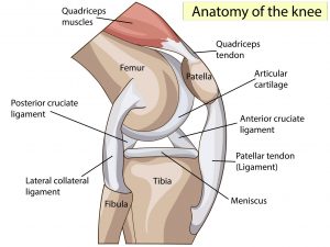 Structure of the knee