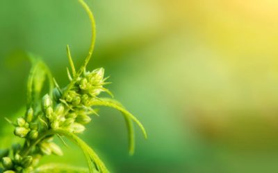 WHAT ARE THE MAIN TYPES OF CBD?