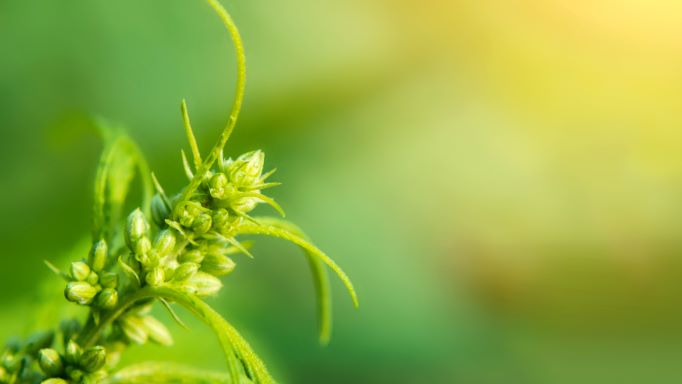 WHAT ARE THE MAIN TYPES OF CBD?